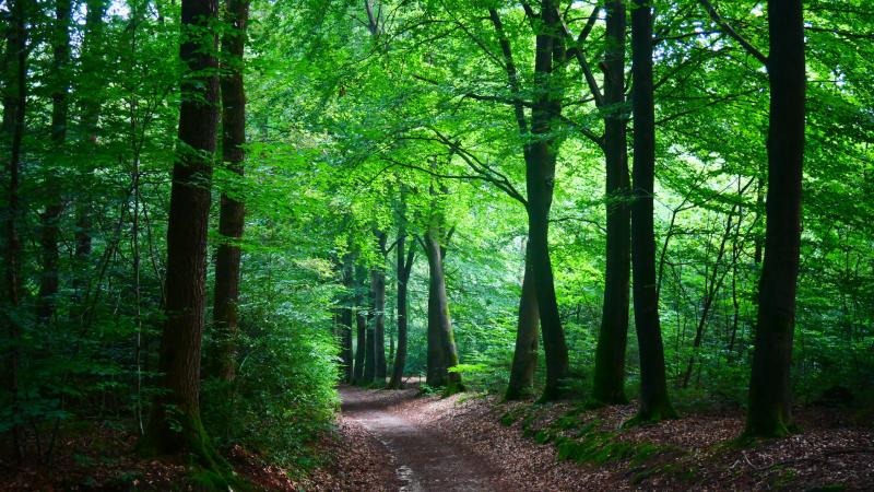 Forêt