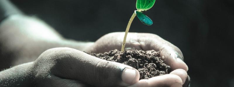 Troc aux plantes